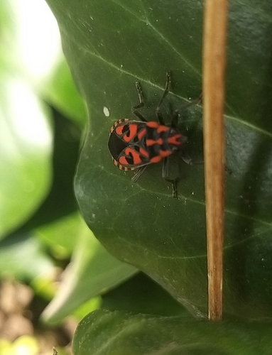 Spilostethus saxatilis