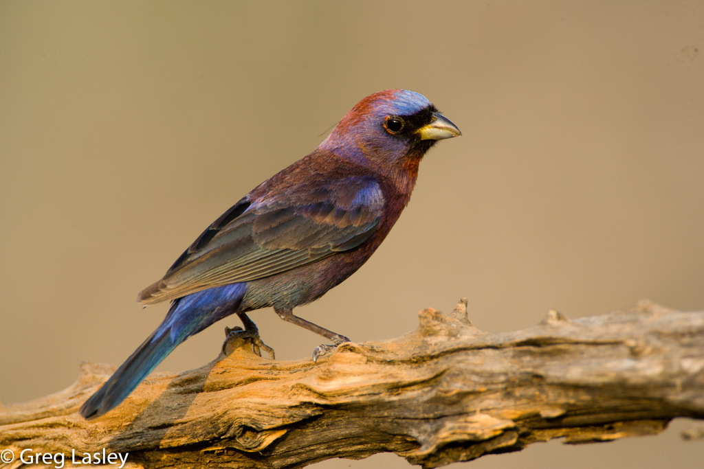 Varied Bunting (Cardinals, Buntings, and Tanagers of the US) · iNaturalist