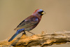 Varied Bunting - Photo (c) Greg Lasley, some rights reserved (CC BY-NC), uploaded by Greg Lasley