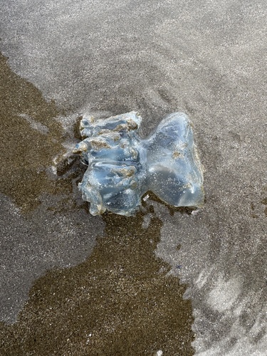 Dustbin-lid Jelly