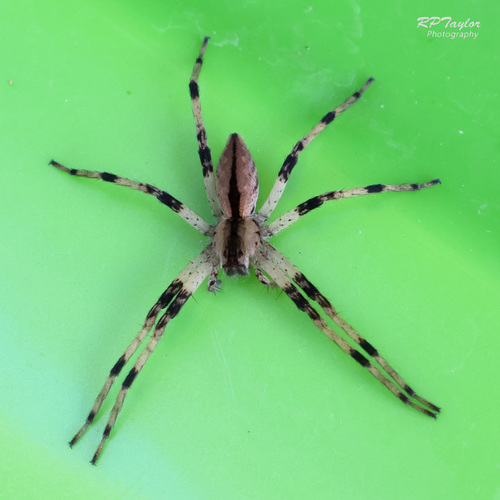 American Nursery Web Spider