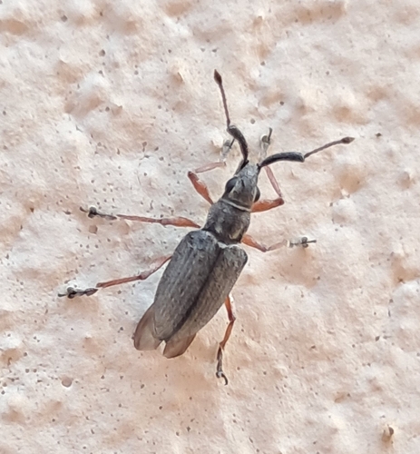 Aptolemus rufipes