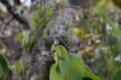 Chrysuronia grayi