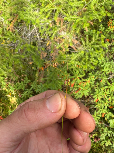 Carex disperma, 2026-09-17
