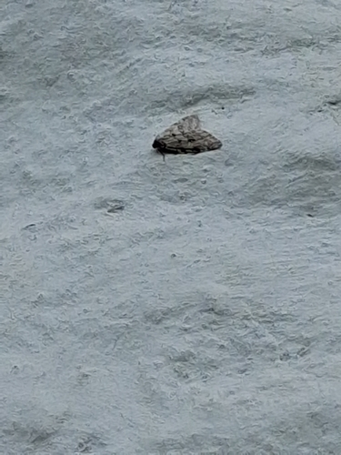 Autumnal Moth