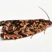 Cherry Bark Tortrix - Photo (c) Gabriel Casalanguida, some rights reserved (CC BY), uploaded by Gabriel Casalanguida