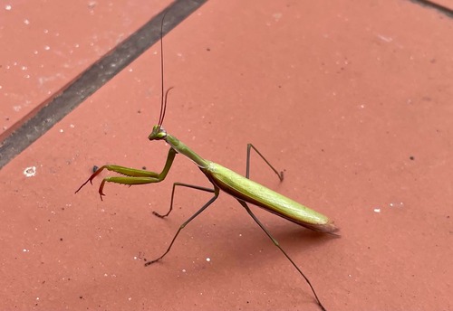 European Mantis