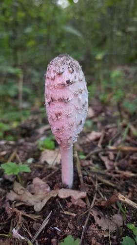 Shaggy Mane