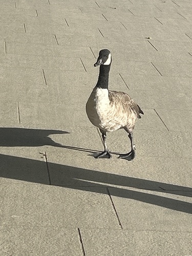 Canada Goose