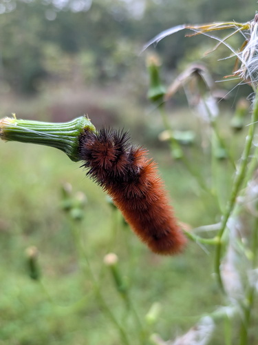 Isabella Tiger Moth