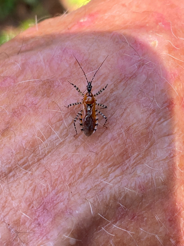Ringed Assassin Bug