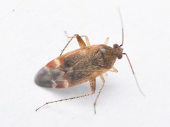 Psallus