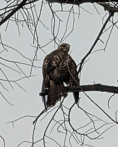 Red-tailed Hawk