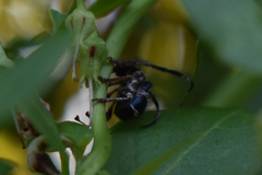 Tessarecphora arachnoides