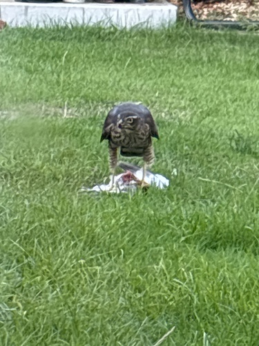 Eurasian Sparrowhawk