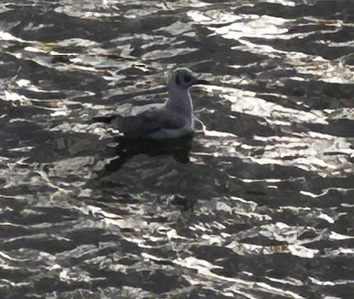 Black-headed Gull