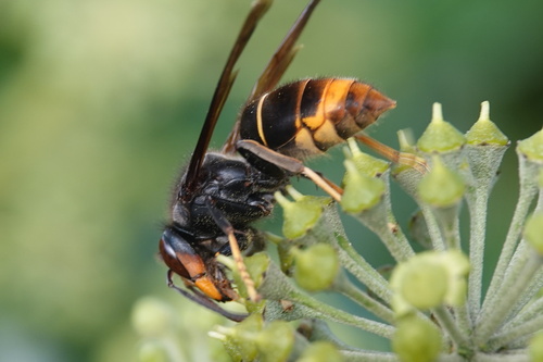 Yellow-legged Hornet