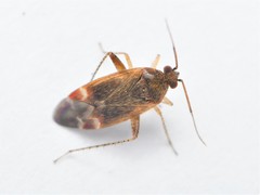 Psallus