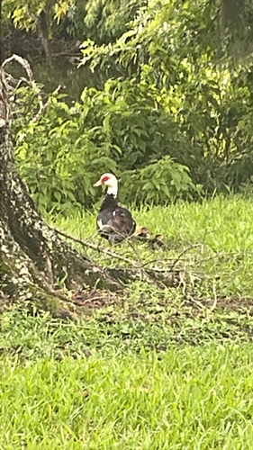 Domestic Muscovy Duck