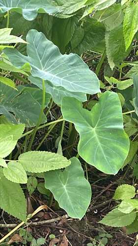 Taro