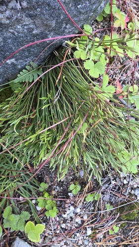 northern spleenwort
