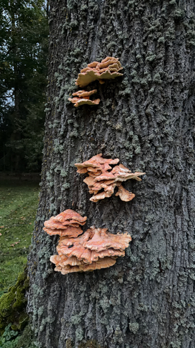 chicken of the woods