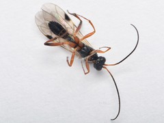 Ichneumonidae
