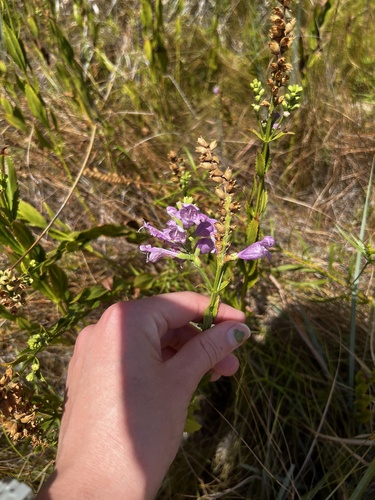 obedient plant