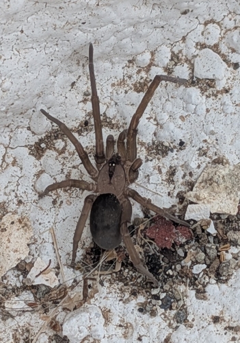 Filistata insidiatrix