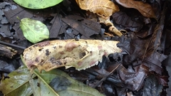 Didelphinae