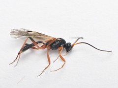 Ichneumonidae