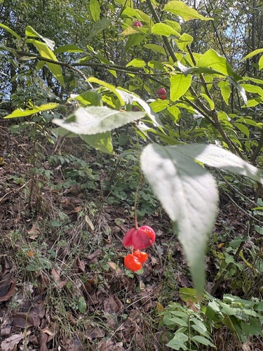 Warty-barked Spindle