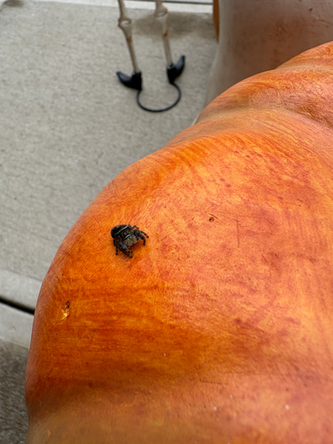 Bold Jumping Spider