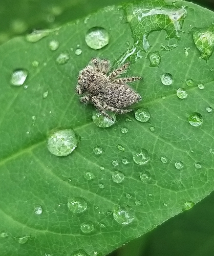 Red-bellied Jumping Spider