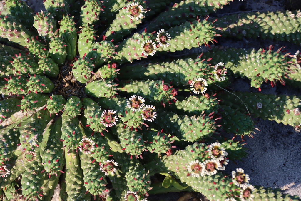 Euphorbia caput-medusae; photograph (c) Tony Rebelo, some rights reserved (CC BY-SA)