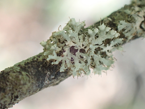 Hooded Rosette Lichen