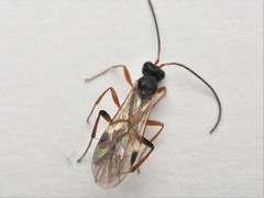 Ichneumonidae