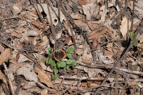 Red Admiral