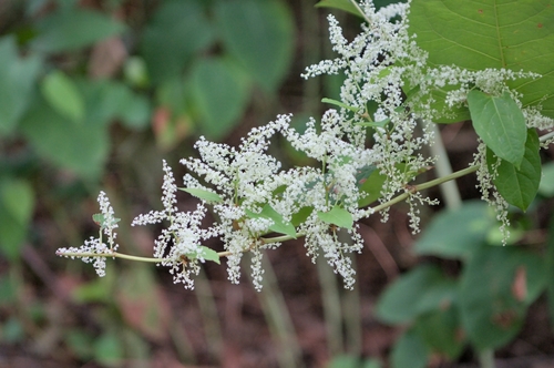 Japanese knotweed