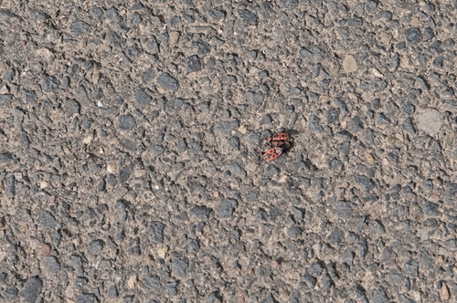 European Firebug