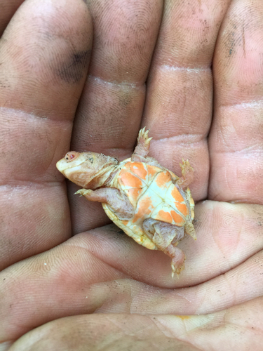 Eastern Mud Turtle