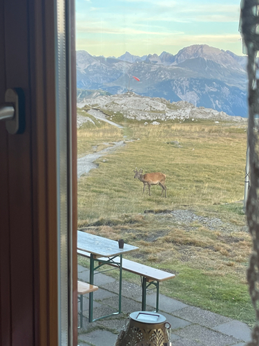 Red Deer