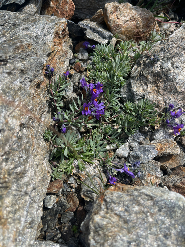 Alpine Toadflax