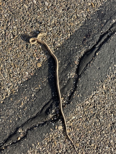 Common Coachwhip