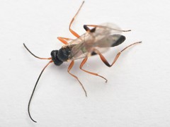 Ichneumonidae