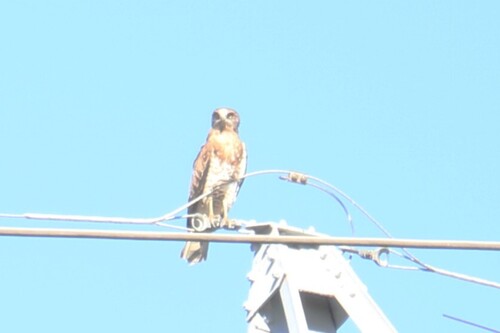 Short-toed Snake-Eagle