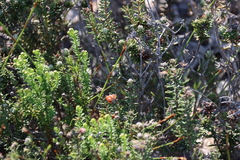 Trichocephalus stipularis, photograph (c) Tony Rebelo, some rights reserved (CC BY-SA)