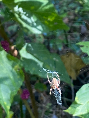 Spotted Orbweaver