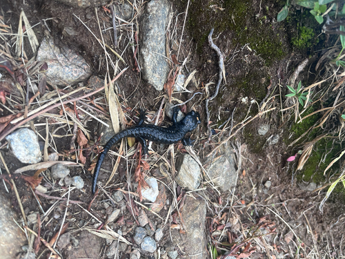 Alpine Salamander