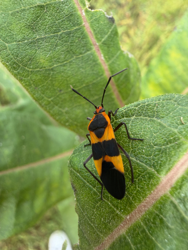 Large Milkweed Bug
